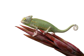 PNG format: Beautiful Pied Veiled or Piebald Veiled Chameleon (Chamaeleo calyptratus).