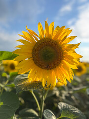 A Vibrant Sunflower in Full Bloom Against a Beautiful and Scenic Sky During Summer Days