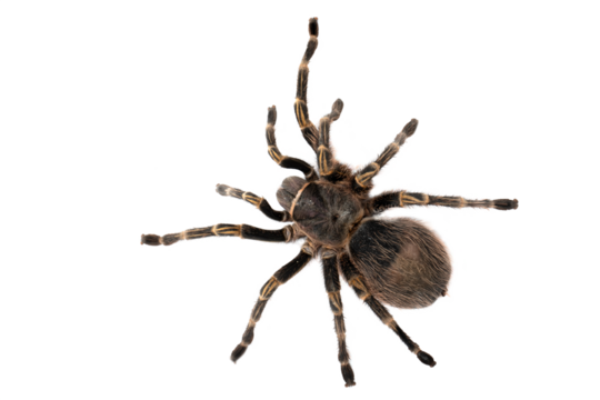 PNG format: One of the largest species of tarantula is the Chaco Golden Knee (Grammostola pulchripes), formerly known as Grammostola aureostriata.
