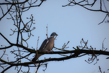 Pigeon on a branch