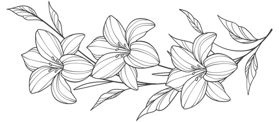Obraz premium Flower outline on transparent background vector. floral, flowers, leaves, foliage, branches in hand drawn. Floral element design