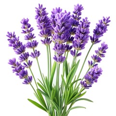 Naklejka premium Lavender flower, single sprig of lavender in full bloom, hyper-realistic, ultra-detailed purple blossoms with soft green stems, soft natural lighting, high resolution, white background, 