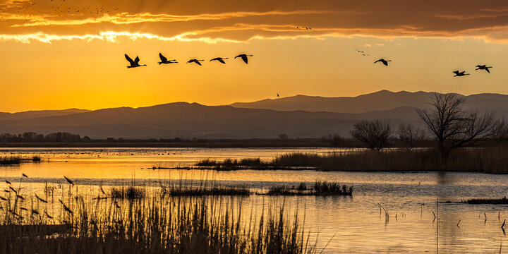 Sunset over wetlands, silhouette of flying birds, golden sky, reflective water, reeds in foreground, distant mountains, atmospheric landscape, dramatic lighting, nature photography, serene scene, warm - Powered by Adobe