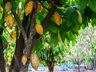 A lot of ripe yellow cocoa pods on the cocoa trees in the cocoa plantation.