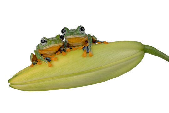 PNG format: A pair of Javan Tree Frogs, Gliding frog, or Flying frog (Rachophorus reinwardtii) are sitting on flower bud. The species is native to Java, Indonesia.