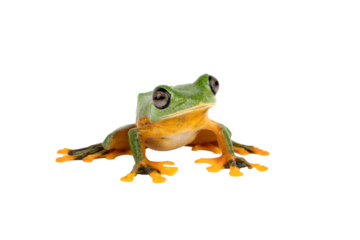 PNG format: Javan Tree Frog, Gliding frog, or Flying frog (Rachophorus reinwardtii) is native to Java, Indonesia.