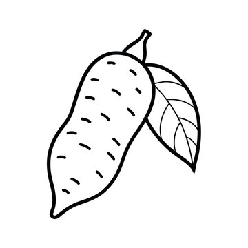 Yaca Cassava Root Vector outline Download

