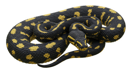 Fototapeta premium Captivating Yellow and Black Python Coiled Gracefully on a Plain Background