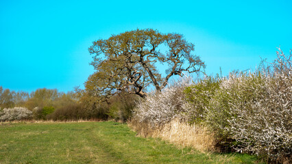 English hedgerow with blackthorn blossom and oak tree that is silhouetted against the sky