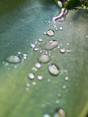 Beautiful Water Droplets Resting on Leaf Surface Surrounded by a Natural Green Background