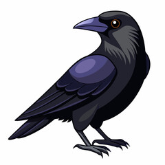 crow on a white background