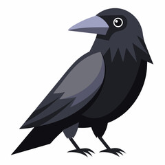 crow on a white background