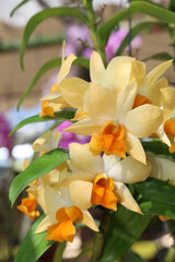 Fototapeta premium Close up of yellow cattleya dendrobium orchids