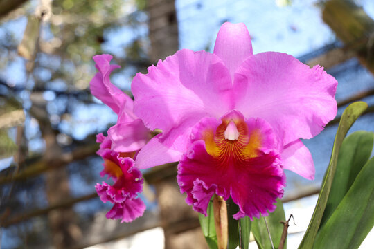 Close up of pink and yellow cattleya  orchids