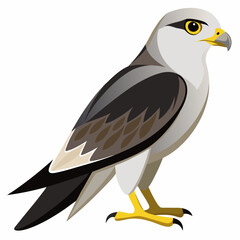 eagle on a white background