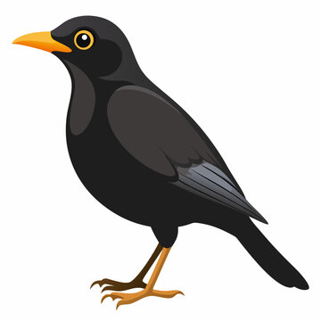 blackbird isolated on white