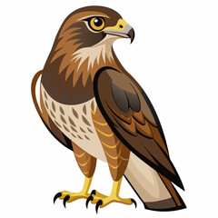 Obraz premium red tailed hawk