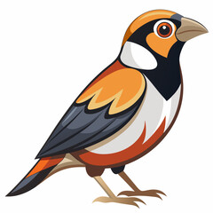 vector illustration of a bird