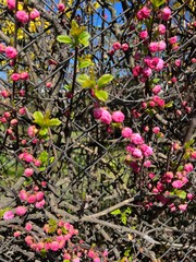 Delicate pink spring flowers climbing on an aged fence, creating a soft natural backdrop. Perfect for seasonal promotions, social media, and design projects. High-quality image for commercial use