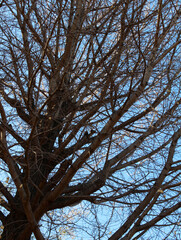 Nearly leafless bright tree branches with few yellow leaves against the blue sky. Almost bare tree backlit by the sunlight in early winter forest background.