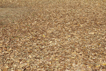 Texture of fallen leaves on the ground in fall forest. Autumn leaves background.