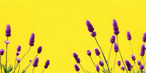 Fototapeta premium Vibrant Purple Flowers on Yellow Background Floral Design Spring Bloom