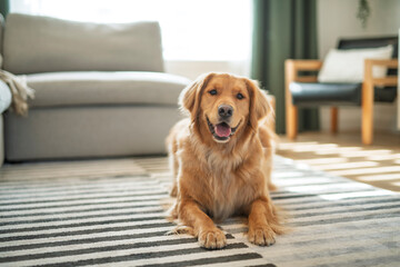 Portrait of happy healthy dog indoors in living room at home. Cute golden retriever