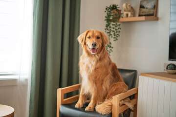 Portrait of happy healthy dog indoors in living room at home. Cute golden retriever