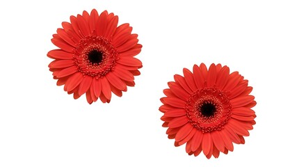 Crimson Duet AI Generated