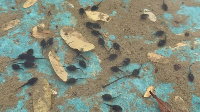 Basra, Iraq - April 01, 2025: Tadpoles swimming in shallow muddy water pool

