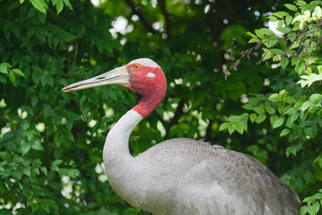 The Eastern Sarus Crane is a free-ranging and protected species by local people.