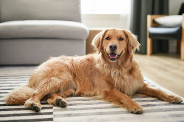 Portrait of happy healthy dog indoors in living room at home. Cute golden retriever