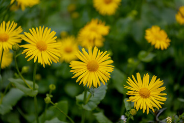 Selective focus of yellow flowers, Doronicum (Leopard's bane) is a genus of sunflower, Produce yellow daisy-like flowerheads in spring, Herbaceous perennials, Family of Asteraceae, Natural background.
