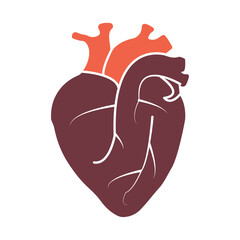 Human anatomical heart icon symbol with minimal flat design vector