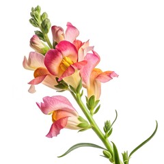 Naklejka premium Snapdragon flower, single snapdragon in full bloom, hyper-realistic, ultra-detailed petals with vibrant colors like pink, red, or yellow, soft natural lighting, high resolution, white background 