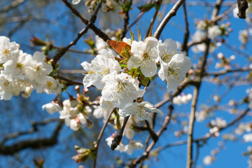 Close-Up of Cherry Blossoms on Tree Branch Against Blue Sky.