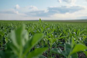 Fototapeta premium Farmer waters crops in a lush green field during a sunny day