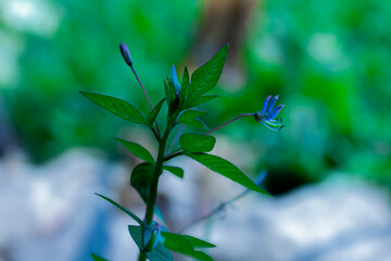 Cleome rutidosperma plant with fringed spider purple flower HD photo