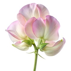 Fototapeta premium Sweet Pea flower, single sweet pea in full bloom, hyper-realistic, ultra-detailed delicate petals with soft pastel colors like pink, lavender, or white, soft natural lighting, high resolution, white b