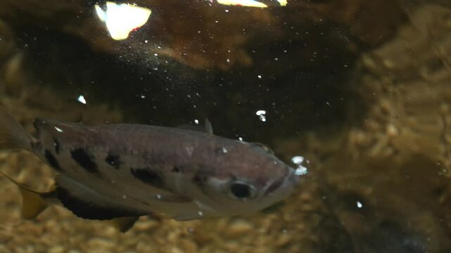 Archer Fish or Toxotidae spit a jet of water to attack prey close-up