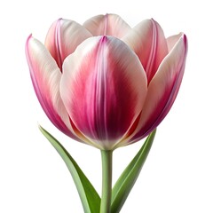 Fototapeta premium Tulip flowers, single tulip in full bloom, hyper-realistic, ultra-detailed petals and stem, soft natural lighting, high resolution, white background 