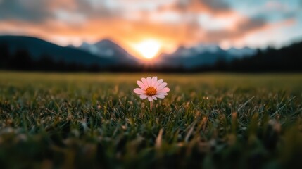 A single flower stands resilient against a vibrant sunset, embodying solitude and strength within nature's canvas filled with colors that inspire contemplation and peace.