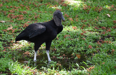 A black vulture in the park, Panama