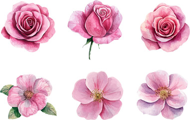 Classic Watercolor Pink Rose Flower Art