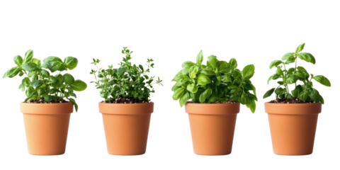 Fresh Herb Pots on transparent background