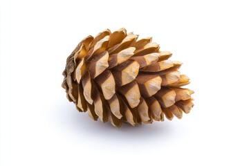 Dried Pine Cone Closeup