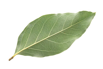 Obraz premium A single bay leaf showcasing its intricate texture against a clean white background