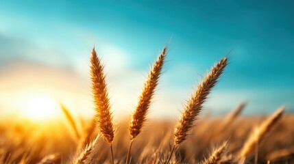 A serene golden wheat field basking in the soft sunset glow, with gentle breezes creating a calming, peaceful atmosphere for nature lovers and outdoor enthusiasts alike.