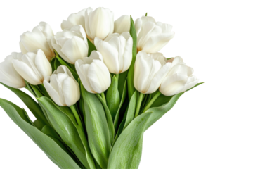 Blank Postcard Design on transparent background