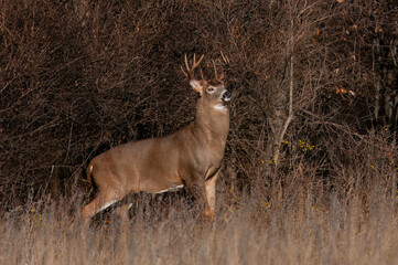 White-tailed deer buck with big neck walking through the meadow during the autumn rut in Canada